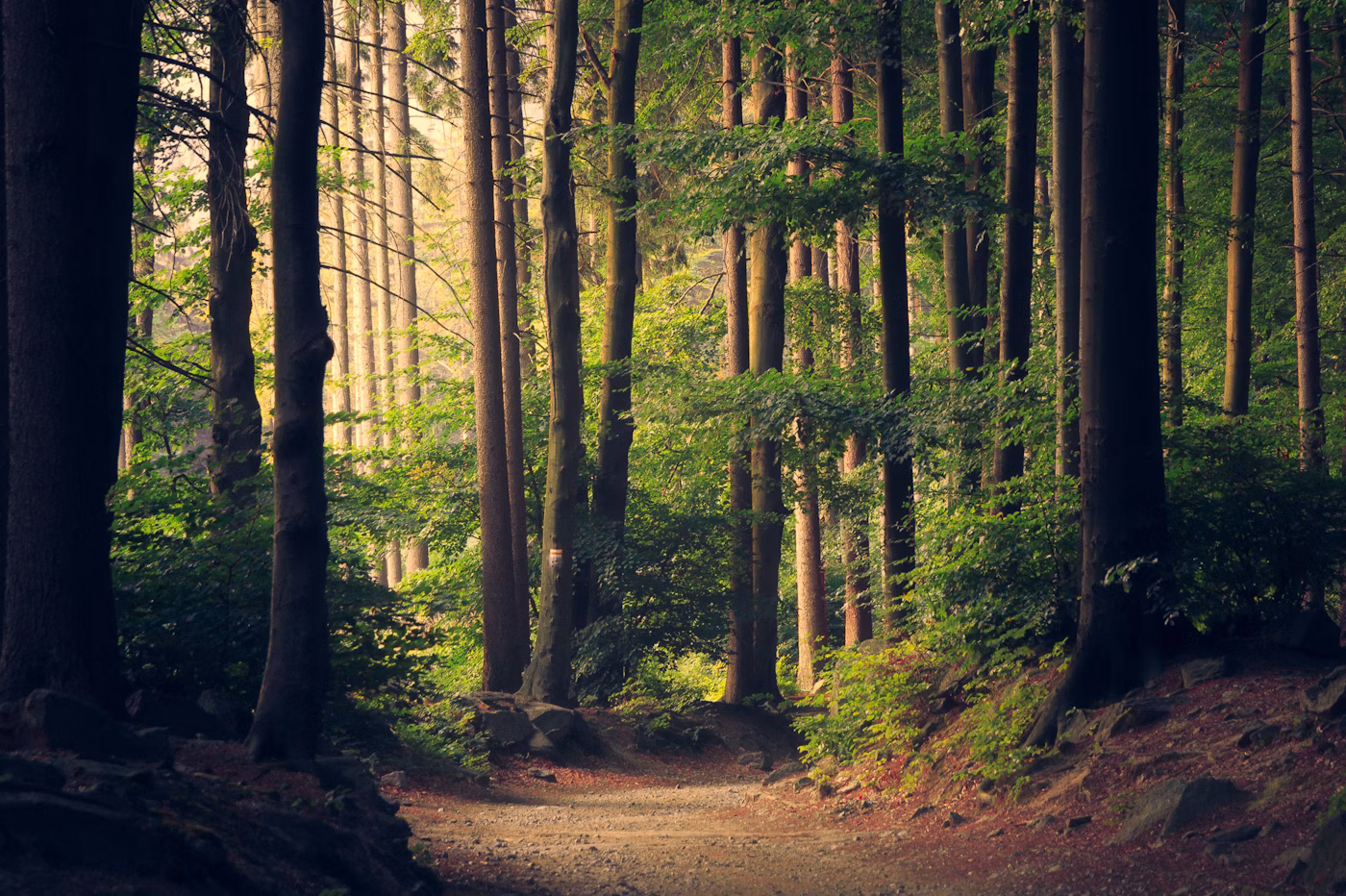Forest conservation